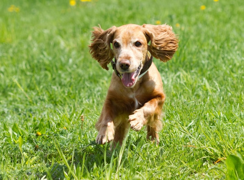 Owners of friendly and loyal Cocker Spaniels should be aware that their pet is susceptible to a range of health issues, including a variety of orthopaedic issues, epilepsy, heart disease and liver disease.