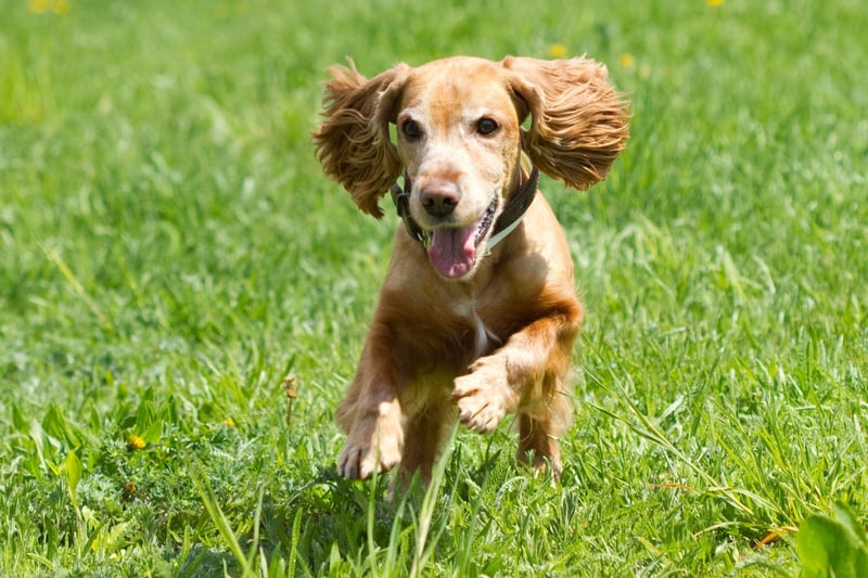 Owners of friendly and loyal Cocker Spaniels should be aware that their pet is susceptible to a range of health issues, including a variety of orthopaedic issues, epilepsy, heart disease and liver disease.