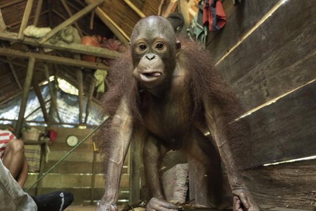 Kurkur in the hut belonging to his 'owner'