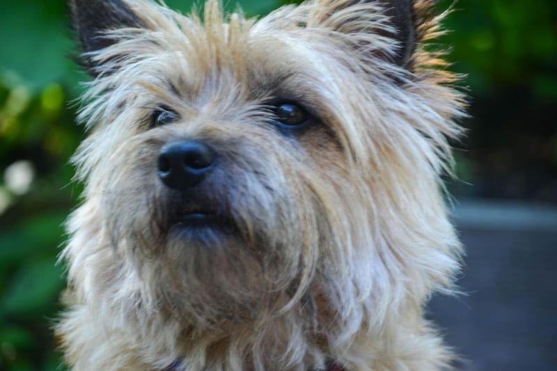 The Cairn Terrier is an energetic and curious dog that will be keen to investigate every sight, smell and sound. It's tricky to keep this most independent of breeds still for long - they have very important business that is more urgent than anything you have in mind.