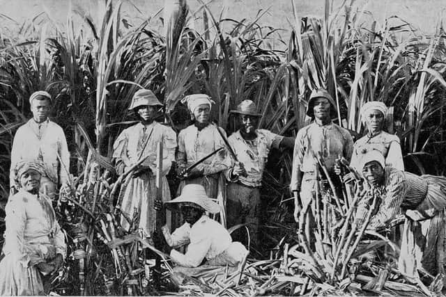 Slaves in the sugar cane.
Sugar was the centre of the Cuban economy throughout its history, and by the 19th century Cuba was the world´s leading producer of sugar, though in recent times production has declined. Spain held on to its last American colony until 1898, crushing all resistance until the mainly black armies of independence finally won. Slavery had only been abolished seventeen years earlier, in 1881.