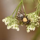 A pioneering captive breeding programme, being carried out at the Highland Wildlife Park, began two years ago with 25 larvae of the critically endangered pine hoverfly - nearly 7,000 have now hatched, bringing new hopes for the survival of the native species