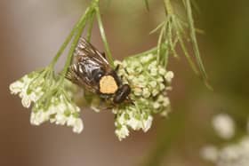 A pioneering captive breeding programme, being carried out at the Highland Wildlife Park, began two years ago with 25 larvae of the critically endangered pine hoverfly - nearly 7,000 have now hatched, bringing new hopes for the survival of the native species