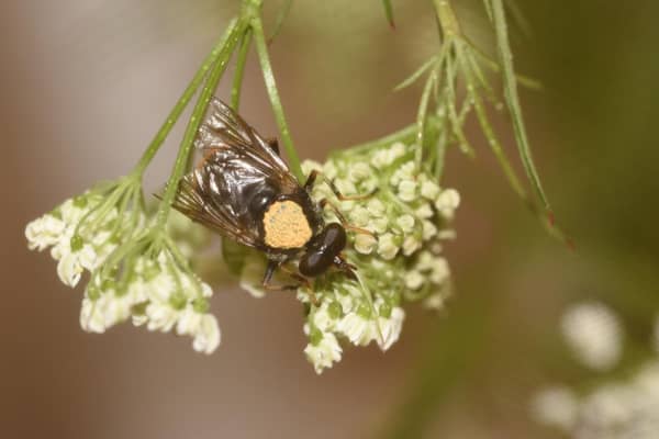 A pioneering captive breeding programme, being carried out at the Highland Wildlife Park, began two years ago with 25 larvae of the critically endangered pine hoverfly - nearly 7,000 have now hatched, bringing new hopes for the survival of the native species