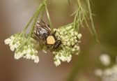 A pioneering captive breeding programme, being carried out at the Highland Wildlife Park, began two years ago with 25 larvae of the critically endangered pine hoverfly - nearly 7,000 have now hatched, bringing new hopes for the survival of the native species