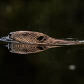 Beavers are nature's tree-felling, dam-building experts (Picture: Dan Kitwood/Getty Images)