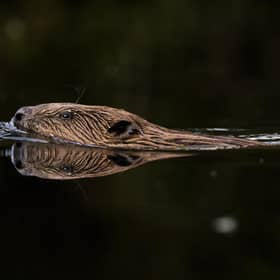 Beavers are nature's tree-felling, dam-building experts (Picture: Dan Kitwood/Getty Images)