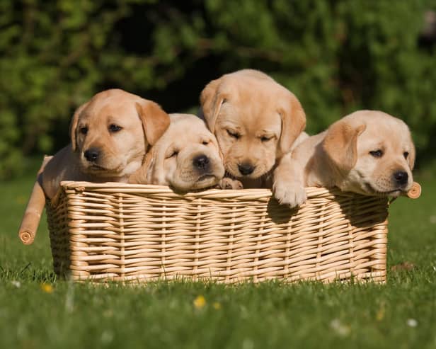 Labrador Retrievers have a unique combination of attributes that make them a wonderful pet.