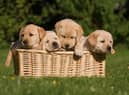 Labrador Retrievers have a unique combination of attributes that make them a wonderful pet.