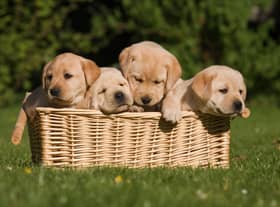 Labrador Retrievers have a unique combination of attributes that make them a wonderful pet.
