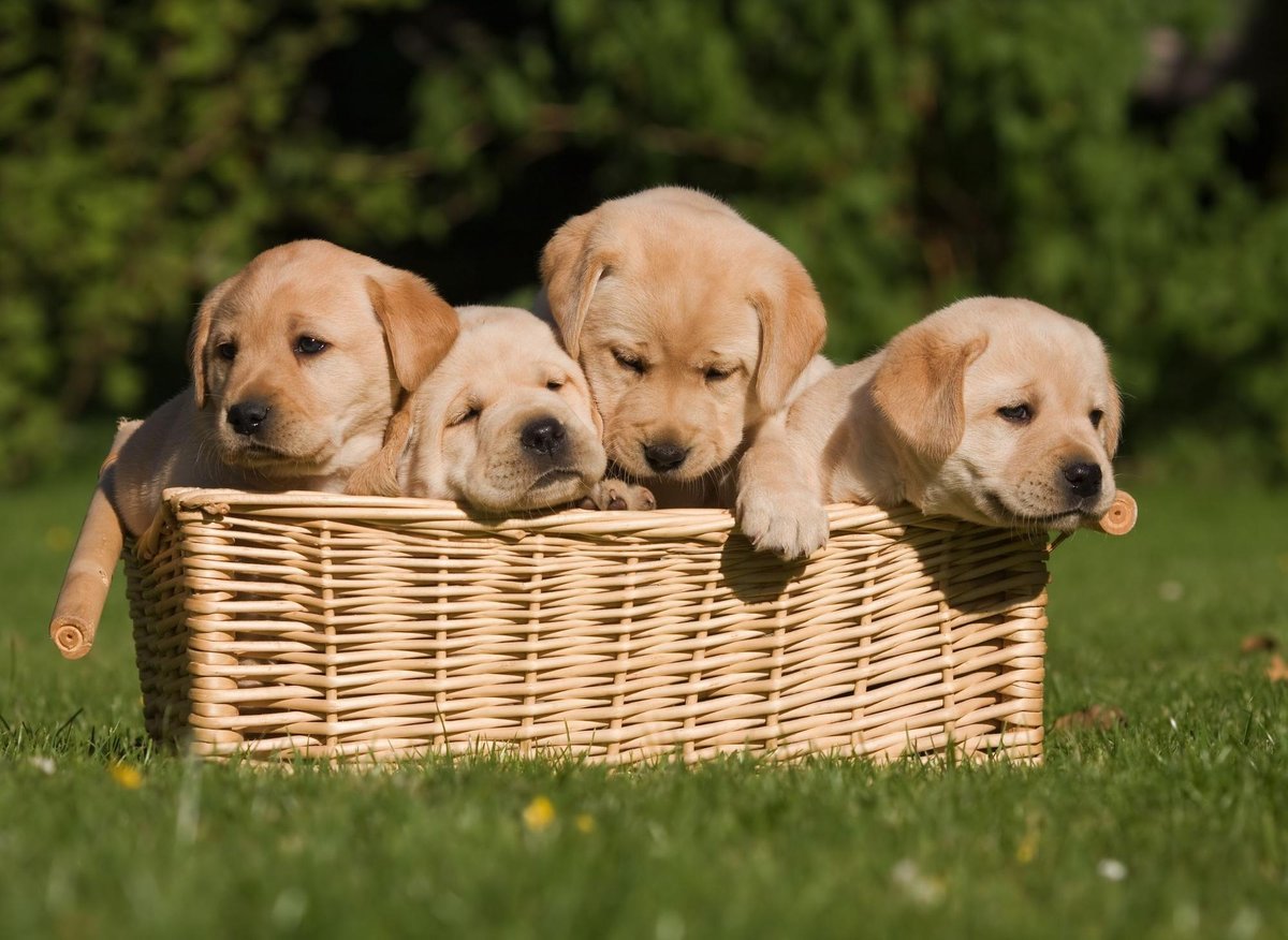 Why Labradors Are The Best: Here are 11 reasons why the loving ...