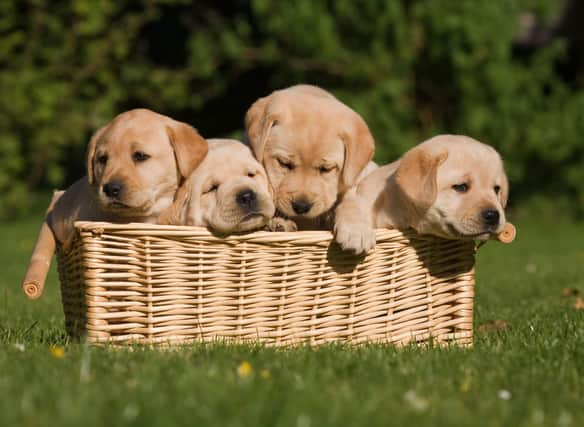 Labrador Retrievers have a unique combination of attributes that make them a wonderful pet.