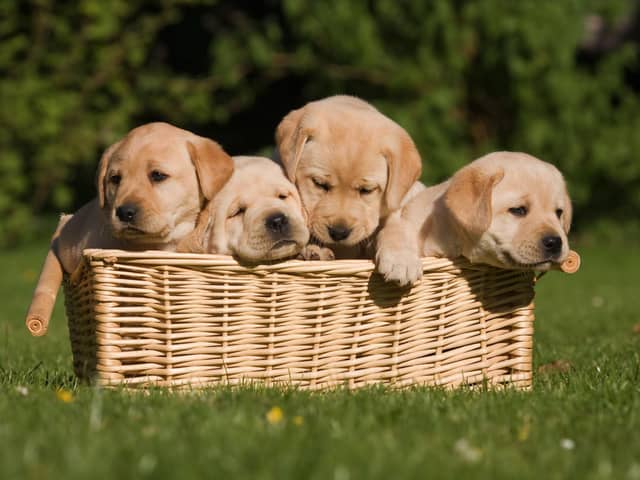 Labrador Retrievers have a unique combination of attributes that make them a wonderful pet.