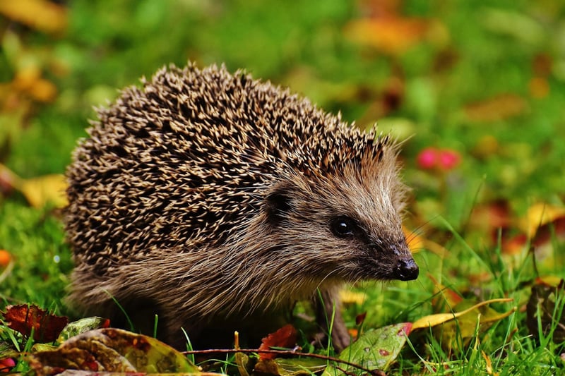 Hedgehogs are one of only three British mammals to hibernate (the other two being dormice and bats). Over winter they expend so little energy that they only take a breath every few minutes. As the warmer days arrive in March they'll be out and about again - active from dusk seeking out food. Pop a bowl of dog food out in your garden and you might just get a prickly visitor.