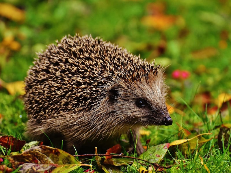 Hedgehogs are one of only three British mammals to hibernate (the other two being dormice and bats). Over winter they expend so little energy that they only take a breath every few minutes. As the warmer days arrive in March they'll be out and about again - active from dusk seeking out food. Pop a bowl of dog food out in your garden and you might just get a prickly visitor.