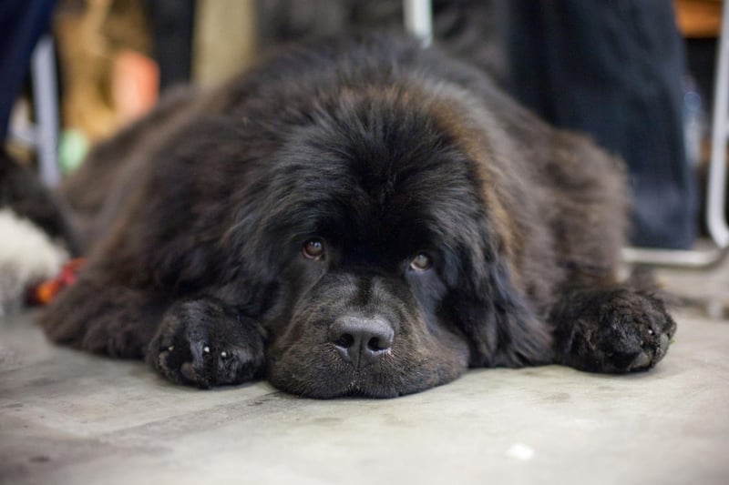 The Newfoundland's beautiful and thick fluffy coat kept them warm while working in freezing seas helping out fishermen. They also have webbed feet, making them great swimmers.
