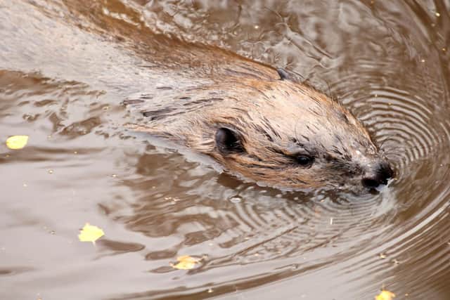 Beavers were given legal protection in Scotland in 2019 after being successfully reintroduced in the wild -- but animals can be killed or relocated under licence to take them away from areas where they are causing damage to agricultural land. Picture: Lorne Gill/NatureScot