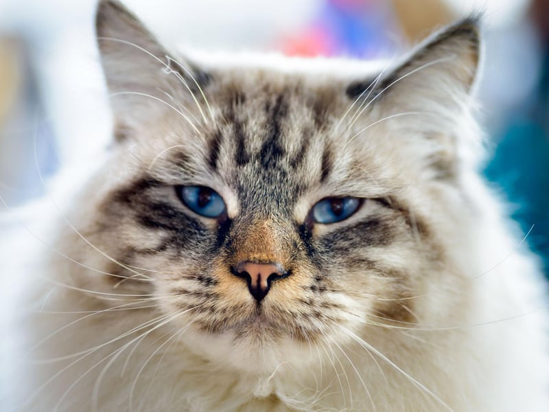 Ragamuffin's are large, loving and clingy cats. They're known as people pets and often have a pleasant demeanour which makes them great for family households.