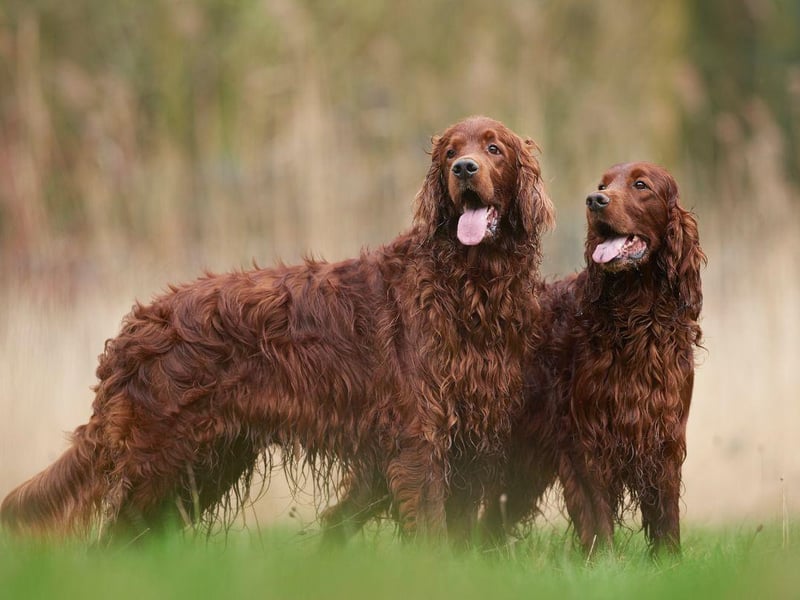 Also known as the Red Setter, the Irish Setter is a much in-demand gun dog and family pet - easily identified by their luxuriant mahogany coloured coat. All Setters come with soft mouths as standard.