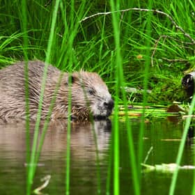 Image: Steve Gardner