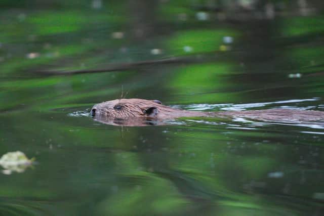 Going for a swim