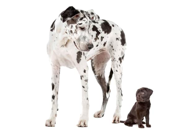 Dogs come in a large range of shapes and sizes.