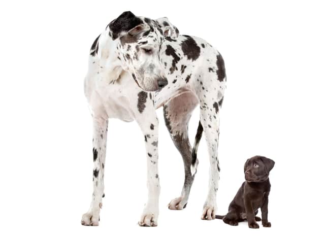how to breed a large dog with a small dog