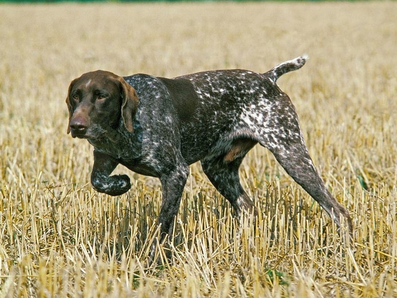 Another dog bred to hunt, the German Short-Haired Pointer has quite small ‘scoop-like’ webbed paws for paddling through water with ease. Their close cousins the German Wire-Haired Pointer also have webbed feet.