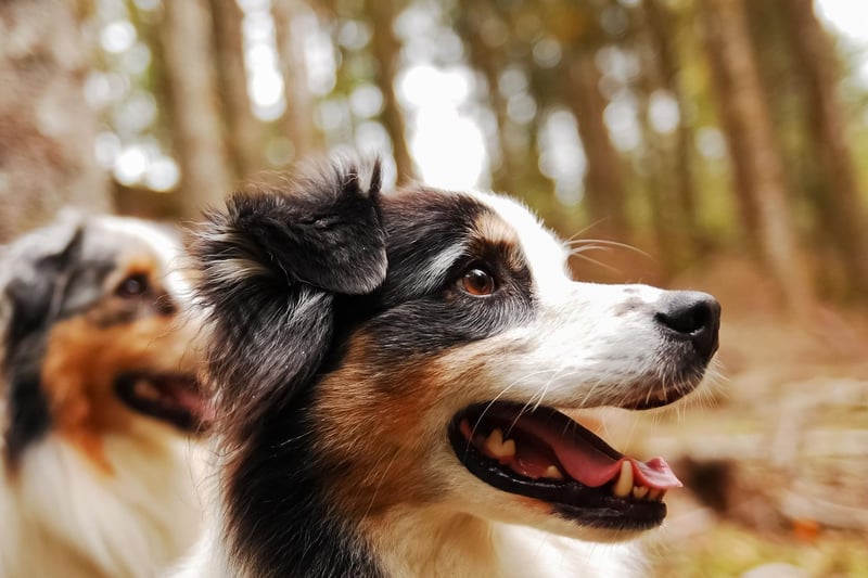 Used in their native America (despite the name, they are not actually from Australia) to guard vast ranches, the Australian Shepherd is a breed that is as brave as it is beautiful - and are also great with young children.