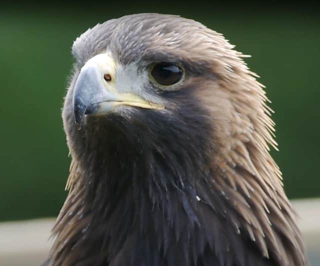 Male golden eagle Skan was taken from a nest in the Scottish Highlands and brought to the south as a chick in 2019