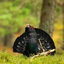 Figures released by the Game and Wildlife Conservation Trust show there are some 300 adult capercaillie left in Scotland (pic: Jude Dinham-Price)