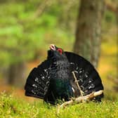 Figures released by the Game and Wildlife Conservation Trust show there are some 300 adult capercaillie left in Scotland (pic: Jude Dinham-Price)