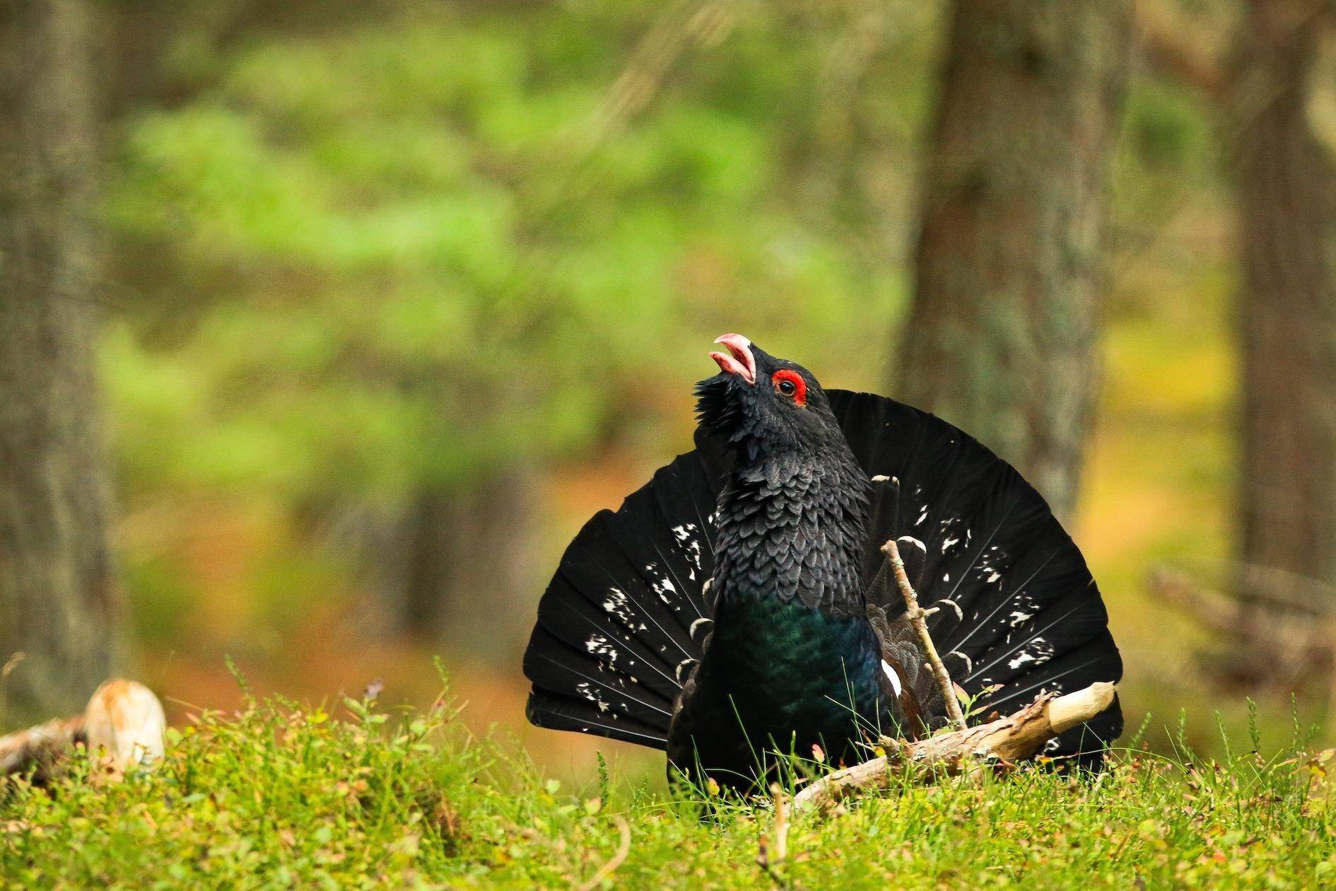 Figures released by the Game and Wildlife Conservation Trust show there are some 300 adult capercaillie left in Scotland (pic: Jude Dinham-Price)