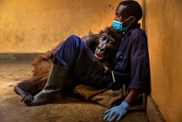 Ndakasi's passing by Brent Stirton, winner of the Photojournalism category at the Wildlife Photographer of the Year competition. Dr Doug Gurr, director of the Natural History Museum said: “Wildlife photographers offer us unforgettable glimpses into the lives of wild species, sharing unseen details, fascinating behaviours and frontline reporting on the climate and biodiversity crises.
