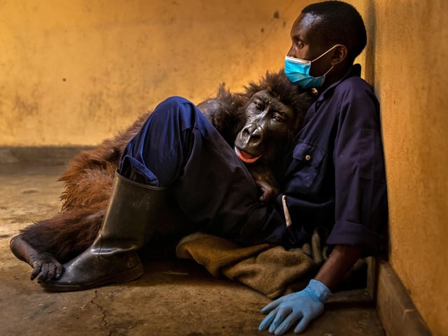 Ndakasi's passing by Brent Stirton, winner of the Photojournalism category at the Wildlife Photographer of the Year competition. Dr Doug Gurr, director of the Natural History Museum said: “Wildlife photographers offer us unforgettable glimpses into the lives of wild species, sharing unseen details, fascinating behaviours and frontline reporting on the climate and biodiversity crises.