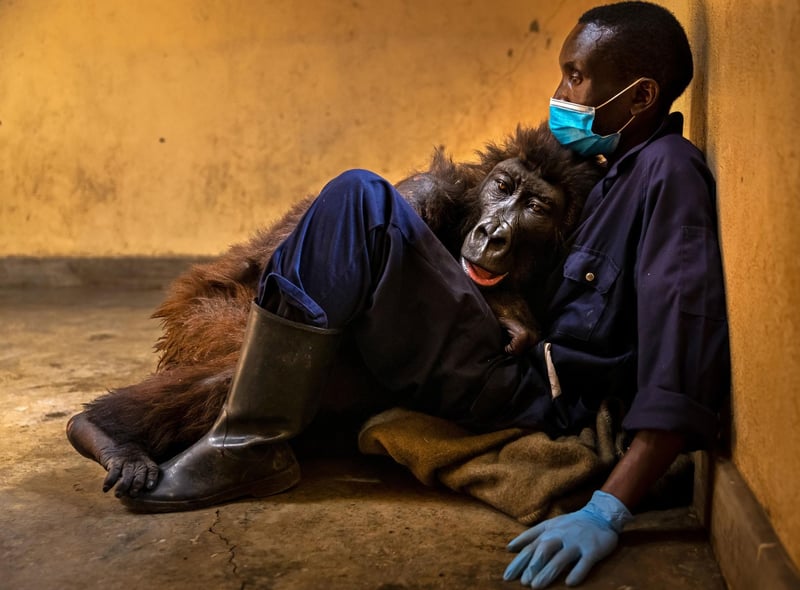 Ndakasi's passing by Brent Stirton, winner of the Photojournalism category at the Wildlife Photographer of the Year competition. Dr Doug Gurr, director of the Natural History Museum said: “Wildlife photographers offer us unforgettable glimpses into the lives of wild species, sharing unseen details, fascinating behaviours and frontline reporting on the climate and biodiversity crises.