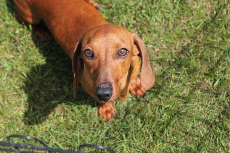 Breaking into the top five is the Miniature Smooth Haired Dachshund, which has enjoyed a 24 per cent rise in registration numbers in just a single year. there are now five times as many of the cute sausage dogs as there were a decade ago.