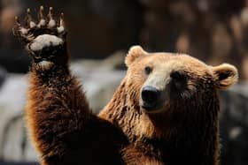 A lonely librarian and a bear find love in a novel written in the mid-1970s but recently reissued (Picture: Dani Pozo/AFP via Getty Images)
