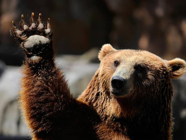 A lonely librarian and a bear find love in a novel written in the mid-1970s but recently reissued (Picture: Dani Pozo/AFP via Getty Images)