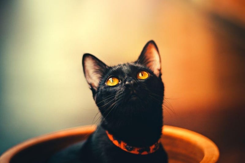 The beautiful Bombay cat breed does love to be affectionate and is able to bond with whole households with ease.