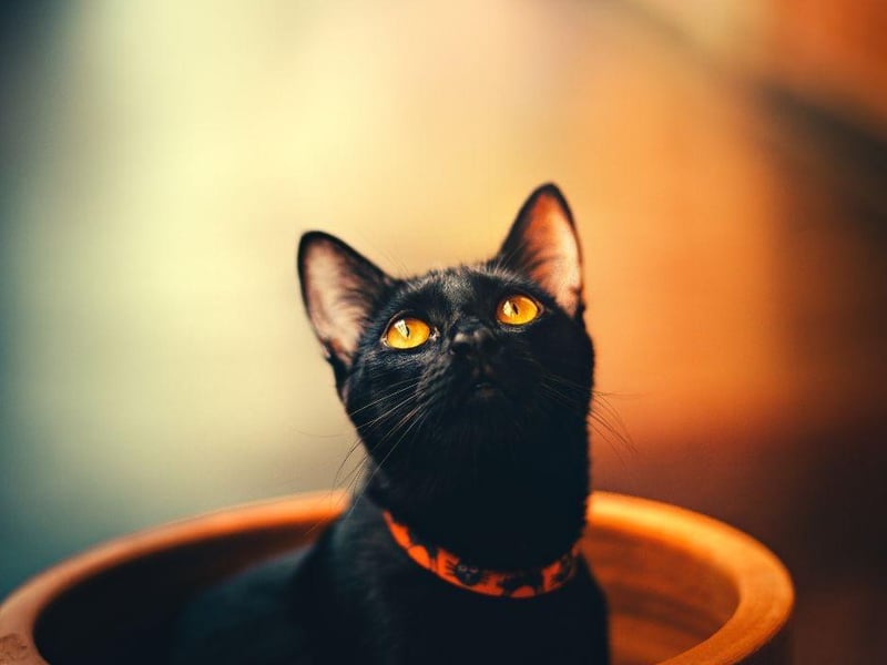 The beautiful Bombay cat breed does love to be affectionate and is able to bond with whole households with ease.