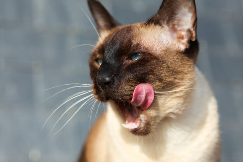 Despite being prone to respiratory issues the Siamese breed of cats can live anywhere between 10 to 12 years on average.