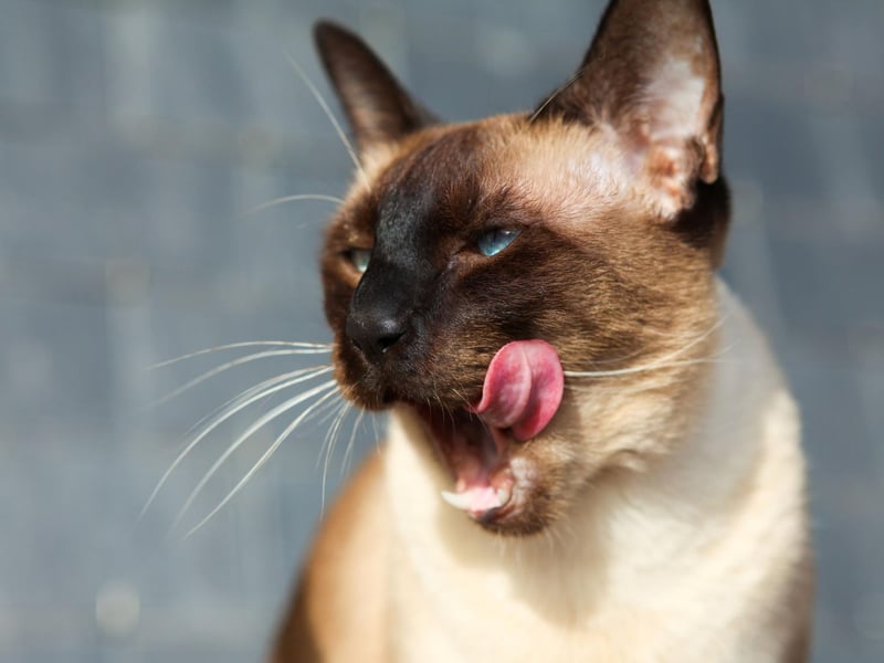 Despite being prone to respiratory issues the Siamese breed of cats can live anywhere between 10 to 12 years on average.
