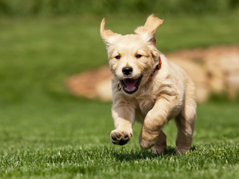Friendly, loyal and obedient, the Golden Retriever was originally bred in 19th century Scotland and had 11,800 registrations last year.