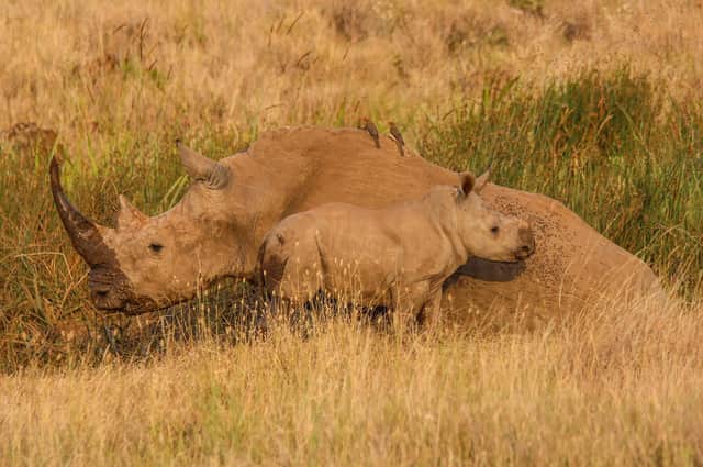 Two of the 239 rhinos in the Lewa Conservancy, Kenya.