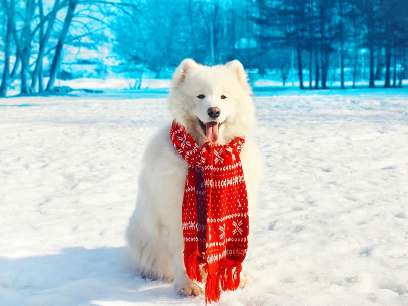 The Samoyed was bred in Siberia by the Nenet people from a breed called Reindeer Herding Laika. They were used to hunt, herd reindeer, and pull sleds.