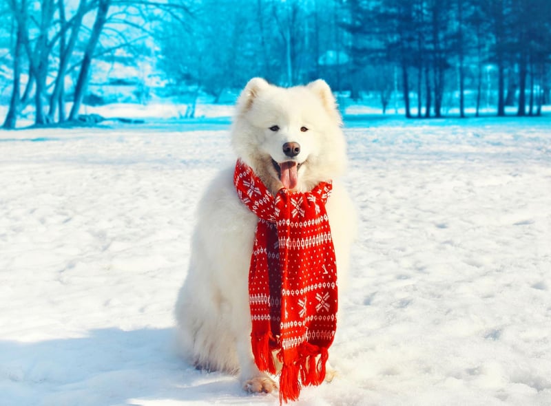 The Samoyed was bred in Siberia by the Nenet people from a breed called Reindeer Herding Laika. They were used to hunt, herd reindeer, and pull sleds.