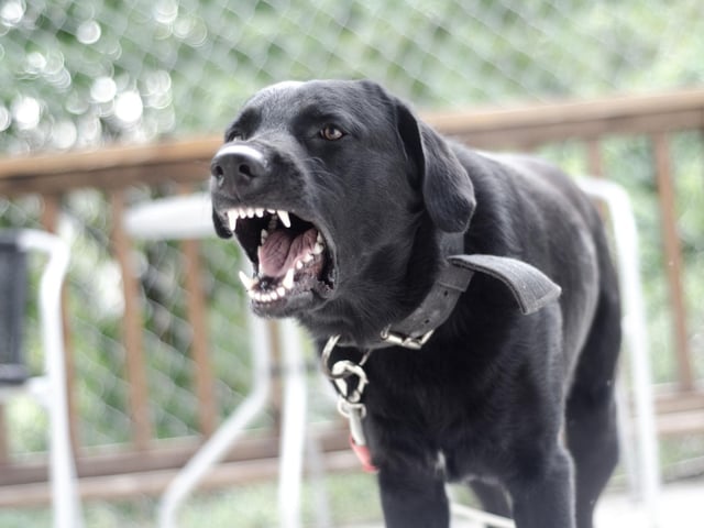 There’s no denying that certain breeds are more prone to aggression and dominant or guarding behaviours. Breeds like the Cane Corso and Rottweiler were specifically bred to guard property and fend off threats. However, any breed can become aggressive just as any breed can also be trained to not be aggressive, so a dog's temperament is mostly down to its owners and the way they have handled and trained their dog.