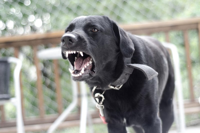 There’s no denying that certain breeds are more prone to aggression and dominant or guarding behaviours. Breeds like the Cane Corso and Rottweiler were specifically bred to guard property and fend off threats. However, any breed can become aggressive just as any breed can also be trained to not be aggressive, so a dog's temperament is mostly down to its owners and the way they have handled and trained their dog.