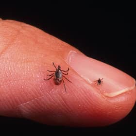 Tick infestation of ewes and lambs is on the rise, say Scottish farmers (Picture: Getty Images)